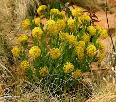 Image result for Gnidia kraussiana