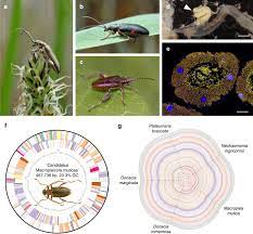 Mites using dung beetles to get to dung to feed on fly eggs and larvae. Bacterial Symbionts Support Larval Sap Feeding And Adult Folivory In Semi Aquatic Reed Beetles Nature Communications