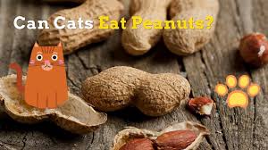 3:48 tami young 3 102 просмотра. Can Cats Eat Peanuts Cats How