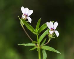 Image result for Monopsis stellarioides