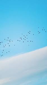 Download Free Hd Wallpaper From Above Link Blue Sky Animal Day Birds Flying Blue Sky Wallpaper Birds Flying Sky