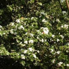 Image result for Carissa bispinosa