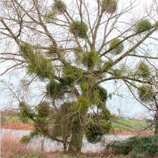 Image result for Viscum obscurum