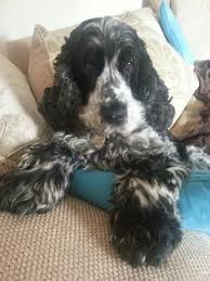 My Gorgeous Rosie Dessin De Chien Chien Toutous