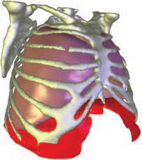 In the abdomen, there is the spleen, the left kidney, the left adrenal. Interface Display Of Ribcage Lungs And Diaphragm A Model B C And D Download Scientific Diagram