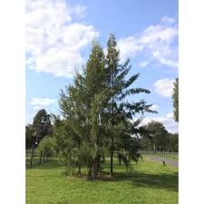 Image result for Casuarina littoralis