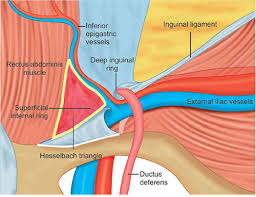 Hesselbach's triangle or the inguinal triangle is a triangular area on the inferior interior aspect of the anterior abdominal wall within the groin. Jaypeedigital Ebook Reader
