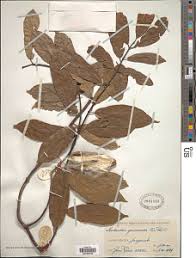 Image result for Motandra