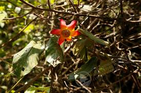 Image result for Uvaria acuminata