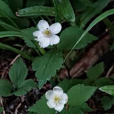 Image result for Ranunculaceae