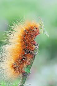 Black And White Striped Caterpillar With Orange Head Img 5595 Copy Hawk Moth Caterpillar Sphingidae Plant Insects Fuzzy Caterpillar Moth Caterpillar