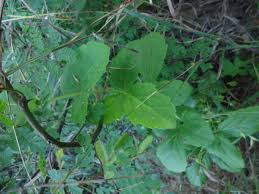 Image result for Cyphostemma setosum