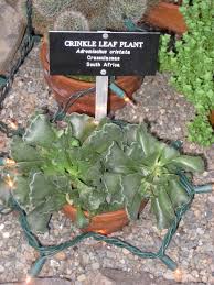 My family and i were in sunny florida around the time of hurricane irene and even she yes, key lime pie whose filling is made up of only three simple ingredients but when properly combined produce a wonderful pungent flavor. Adromischus Cristatus Wikipedia