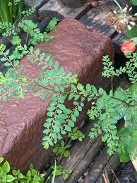 Image result for Phyllanthus tenellus