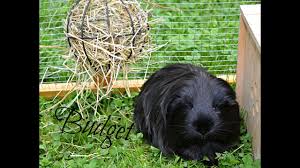 Guinea pig ) est une créature non magique. Budget Pour Avoir Un Cochon D Inde Youtube