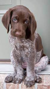 Dog Coffee Mug Puppies Dog Breeds Cute Animals Cute Dogs