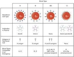 Blood group match chart blood type blood receivers blood. Blood Typing Anatomy And Physiology Ii