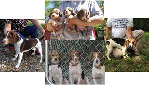 Admire dogs and puppies a lot and puppies are always eager. Puppies For Sale Jeffco Kennels