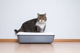 Bladder Stones In Cats Small Door Veterinary
