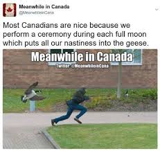 Canadian Geese Canada Jokes Canada Funny Canada Memes