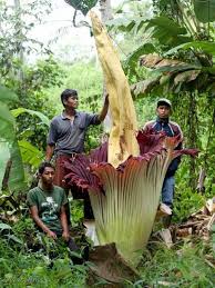 Elke dag worden duizenden nieuwe afbeeldingen van hoge kwaliteit toegevoegd. The Largest Flower On Earth Rafflesia Arnoldii Wowshack