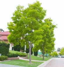 Maybe you would like to learn more about one of these? 5 Trees For Garden Shade Jim S Mowing Nz
