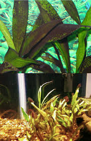 Black Furry Algae In Fish Tank Aquarium Algae Control Brown Diatom Hair Marine Bba Green Spot Water