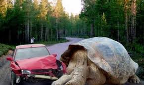 L'année 2021 commence bien pour les tortues à carapace molle de swinhoe, appelées aussi tortues du yangtsé*(rafetus swinhoei) ! Plus Grosse Tortue Du Monde Blog De Basileetdylan