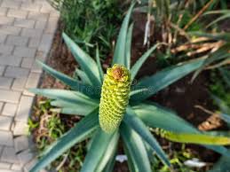 Image result for Aloe spicata
