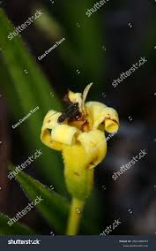 Image result for Velloziaceae