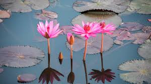 Image result for Lotus
