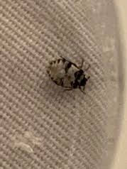 The tiny crimson and black spotted bug captivates me as it wonders through the garden, grasping my it is impossible to fear such a small beautiful creature. How To Get Rid Of Small Black Beetle With White Spots In Your House Quora