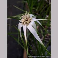 Image result for Rhynchospora eximia