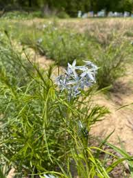 Image result for Cyanastrum johnstonii