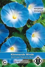 Check spelling or type a new query. Heavenly Blue Morning Glory Ipomoea Seeds Ipomoeaconvolvulus Tuinzaden Eu