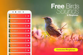 Birds Chirping In The Morning Mp3 Download Best Bird Sounds Calls Ringtones For Android Apk Download