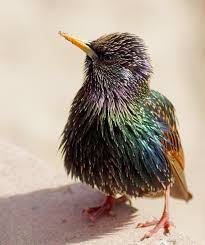 Birds That Start With B Fairy Wren European Starling Photo By Bugsy B Pet Birds Beautiful Birds Colorful Birds