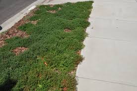 Image result for Grewia praecox