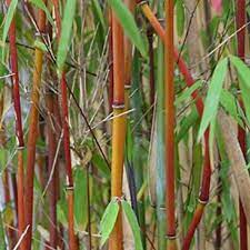 Bamboo Red Panda Garden Art Sculptures Bamboo