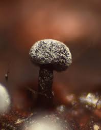 Image result for Melanospermum