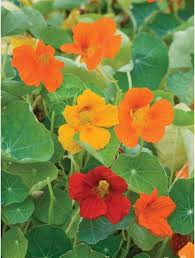 We did not find results for: Edible Flowers Burpee