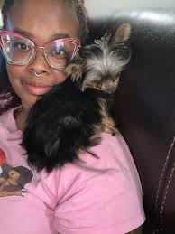 What's the best wet puppy food for a yokrie that's 15 weeks old?