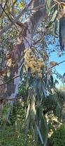 Image result for Eucalyptus camaldulensis