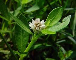 It is a pest of sugarcane, a weed of rice in tropical areas, and an agricultural weed that invades disturbed wet areas in tropical and subtropical regions [ 413 Alternanthera Philoxeroides Alchetron The Free Social Encyclopedia