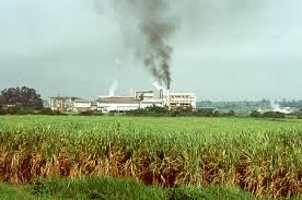 Vollwaisen im alter zwischen 0 und 13 jahren. Mumias Sugar Company Booker Tate