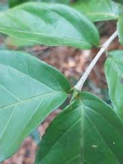 Image result for Lasiodiscus pervillei