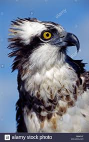 Stock Photo An Osprey Makes A Majestic Raptor Portrait Of A Fish Eating Bird Of Prey That Is Also Known As A Fis Osprey Bird Fish Hawk British Birds Of Prey