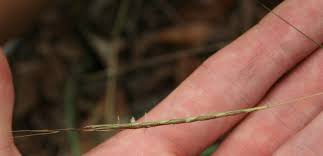 Image result for Sehima