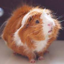 Pin On Cavia Porcellus