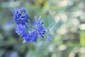 I fiori viola sono mistici ed esprimono l'individualità. Caryopteris Un Arbusto Dai Magnifici Fiorellini Blu E Viola